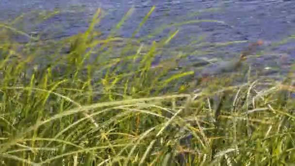 Acqua torbida del fiume — Video Stock