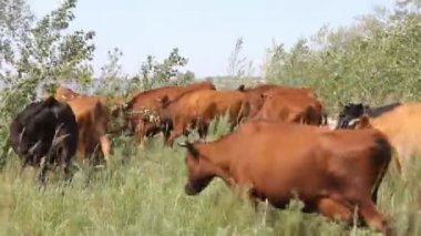 mera üzerinde ineklerin sürüsü