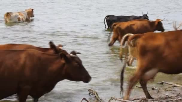 Herd of cows on pasture — Stock Video