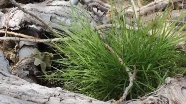 Groen gras groeien in wortels — Stockvideo