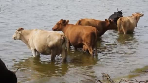 Manada de vacas em pastagens — Vídeo de Stock