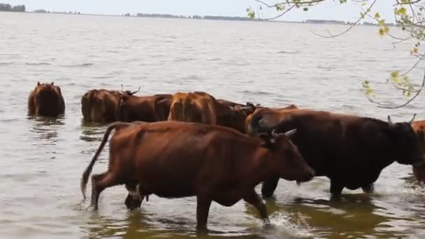 Herd of cows on pasture — Stock Video