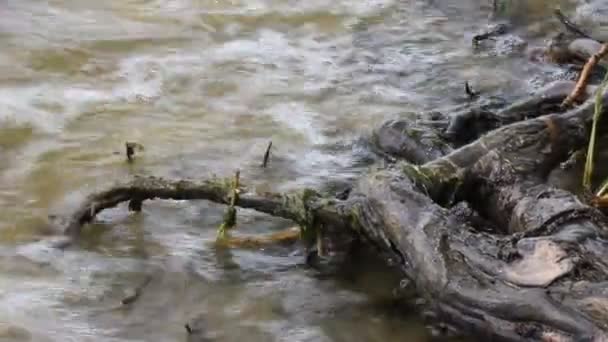 Берег реки с корнями — стоковое видео