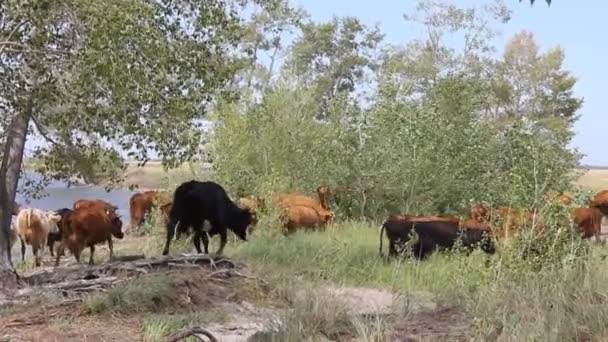 Herd of cows on pasture — Stock Video