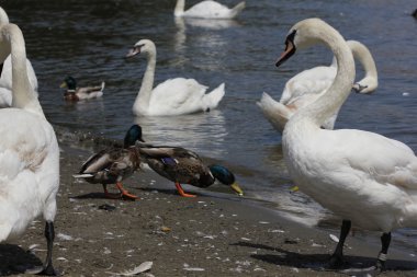 Ördekler, havuzumda ve kuğular