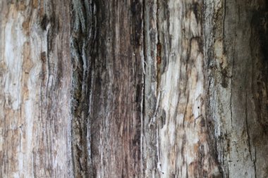 Ağaç kabuğu dokusu