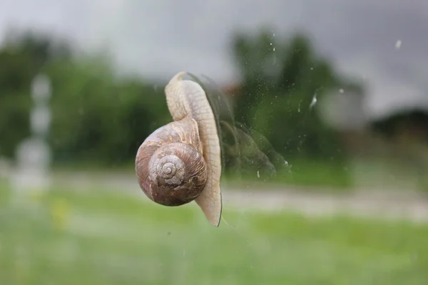 Escargot sur la surface de la fenêtre — Photo