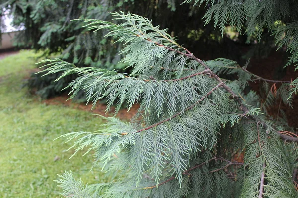 Piołun zielone drzewo — Zdjęcie stockowe