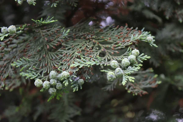 Árbol verde cicuta —  Fotos de Stock