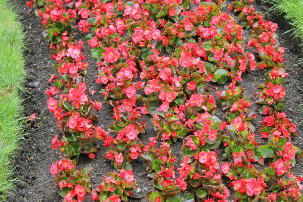 Fiori rossi in fiore — Foto Stock