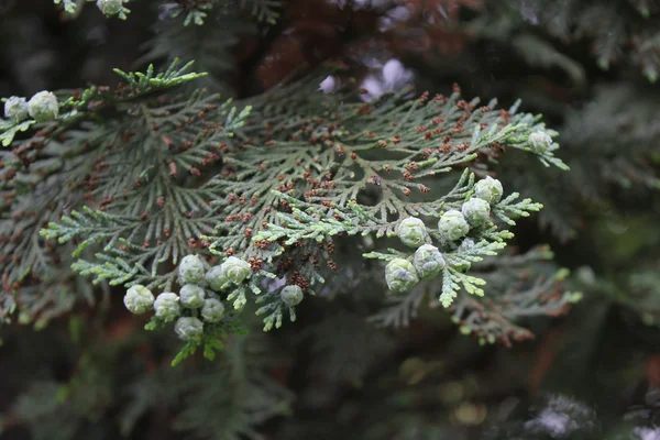 Baldıran otu yeşil ağaç — Stok fotoğraf