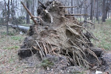 Ormanda ağaç kökü