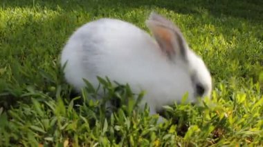 Beyaz tavşan yeşil çimlerin üzerinde