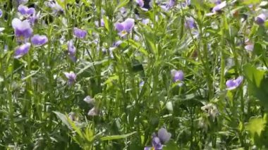 yatakta mor çiçekler