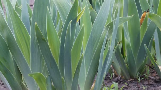 Verde hierba de primavera en el viento — Vídeo de stock