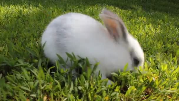 Conejo blanco sobre hierba verde — Vídeo de stock