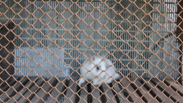 Conejo blanco en jaula — Vídeo de stock