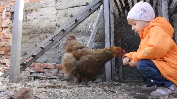 Niña alimentando a pollo y pollo — Vídeo de stock