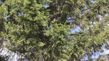 rüzgarda hareketli çam dalı