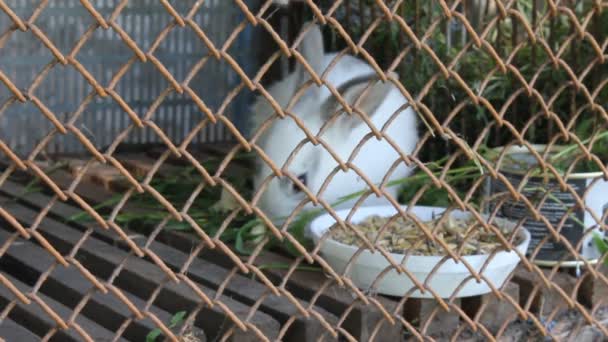 Білий кролик в клітці — стокове відео