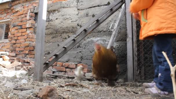 Little girl feeding chicken and chick — Stock Video