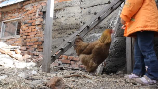 Niña alimentando a pollo y pollo — Vídeos de Stock