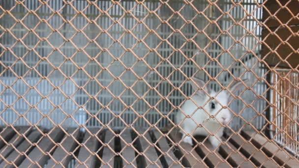 Biały królik w klatce — Wideo stockowe
