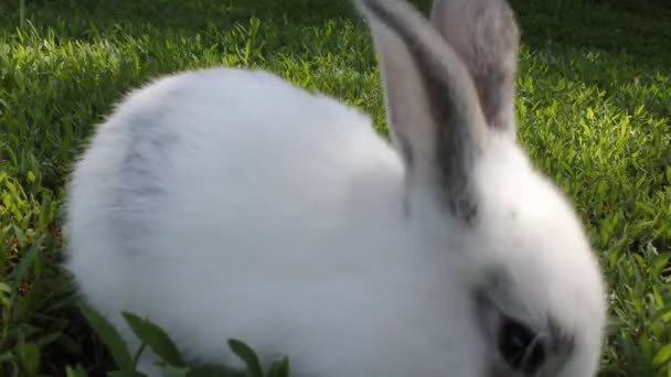 bílý králík na zelené trávě