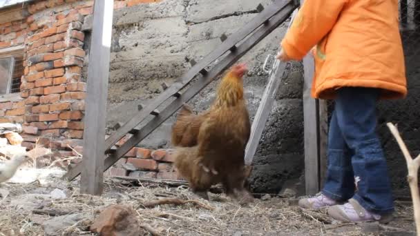 Little girl feeding chicken and chick — Stock Video