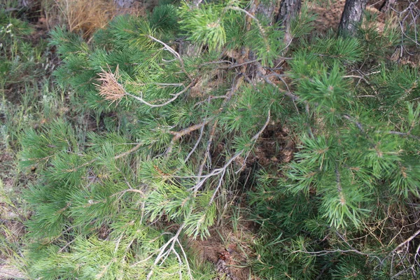 フォレスト内の松の枝. — ストック写真