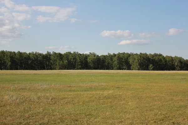 Landscape with field near forest — Stock Photo, Image