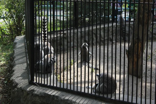 편안한 여우 원숭이의 그룹 — 스톡 사진