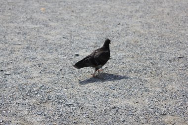 yürüyen tek güvercin.