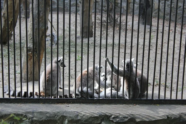 Groupe de lémuriens relaxants — Photo