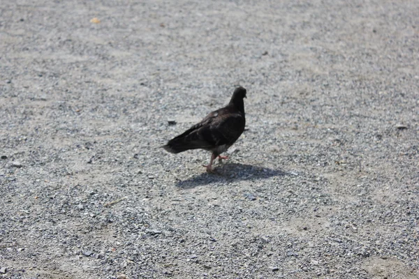 yürüyen tek güvercin.