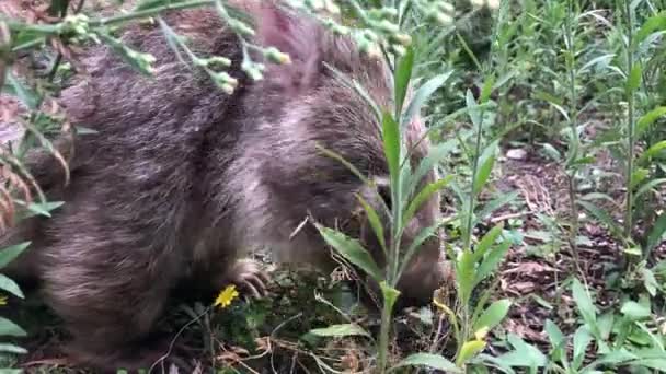 Wombat吃草。澳大利亚的有袋动物。包扎. — 图库视频影像