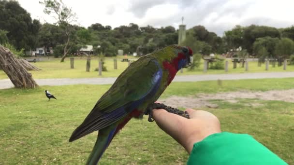Rosella papağanı elleriyle besleniyor.. — Stok video