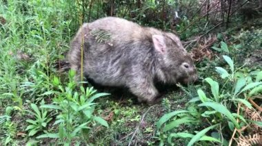 Wombat ot yiyor. Avustralyalı keseli hayvan. Yakın çekim..