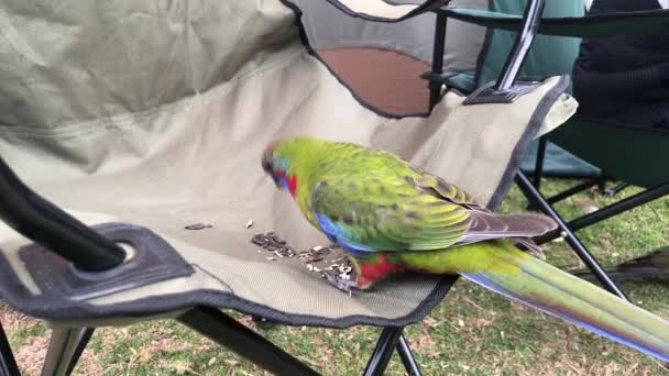 Rosella perroquet manger des graines sur une chaise de camping. — Video