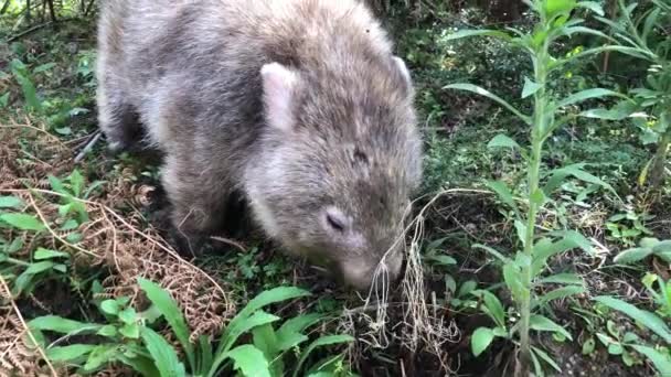 Wombat äter gräs. Australiska pungdjur. Närbild. — Stockvideo