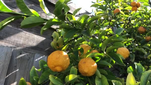 Лимонное дерево с желтыми лимонами на нем. — стоковое видео