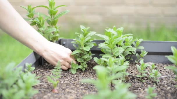 Женщина собирает свежую мяту из сада. — стоковое видео