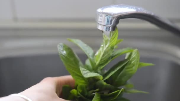 Washing fresh mint under tap water. — Stock Video