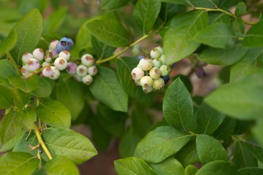 Bush Beyaz yaban mersini