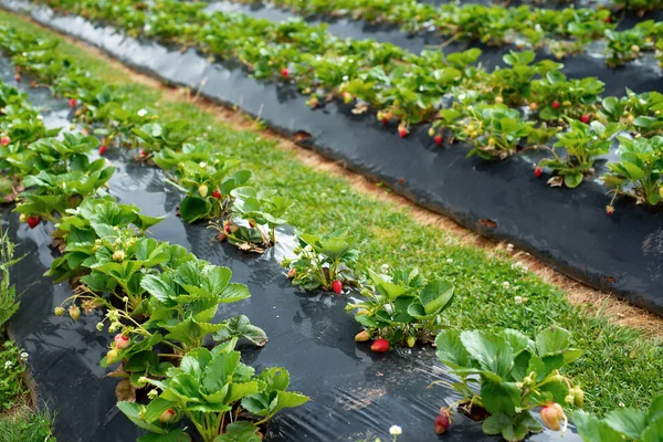 Strawberry farm — Stockfoto