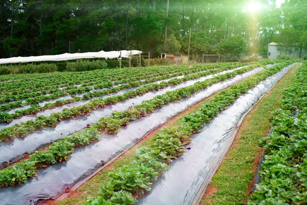 Plantación de fresas —  Fotos de Stock