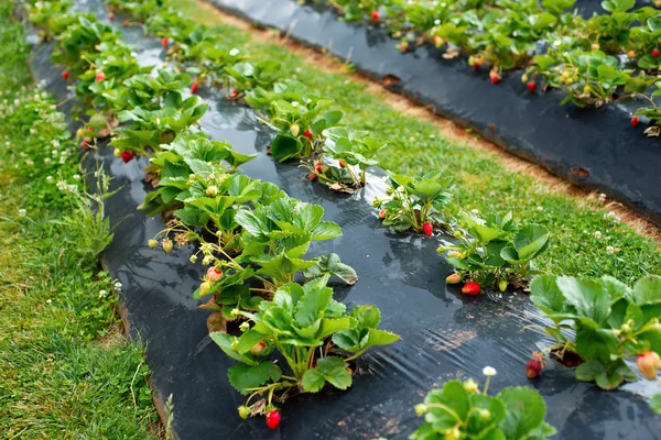 Plantas de fresa con bayas en ellas —  Fotos de Stock