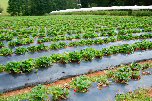 Strawberry farm — Stockfoto