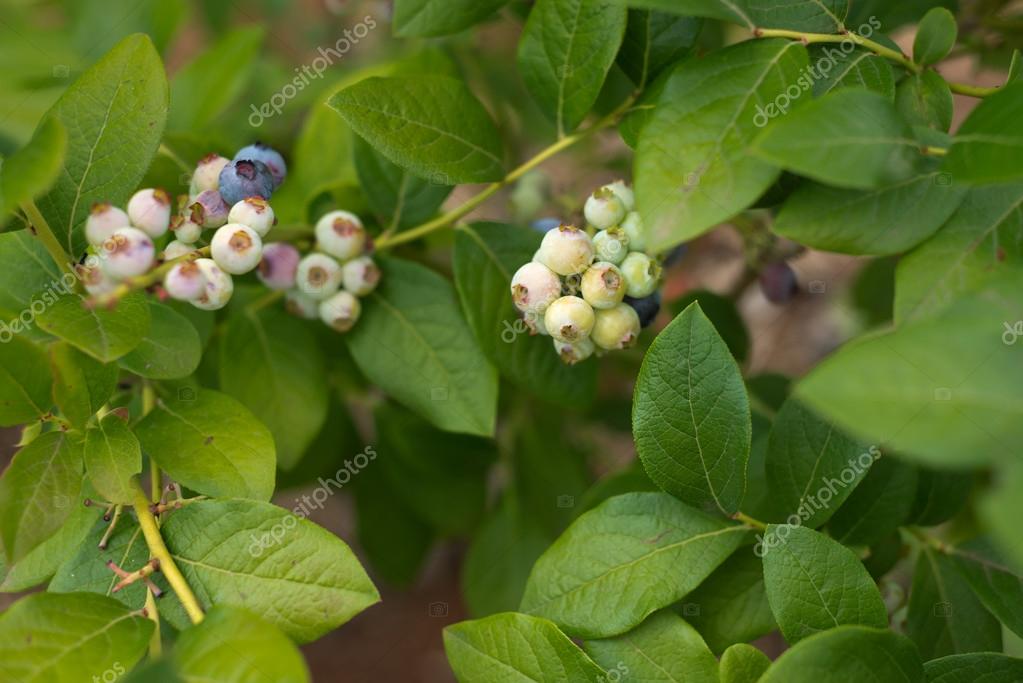 White blueberries on bush — Stock Photo © Stokaji 62053949
