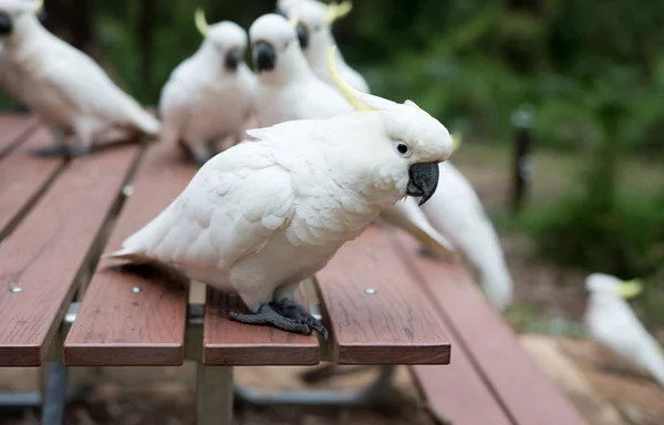 앵무새 앵무새의 초상화. — 스톡 사진